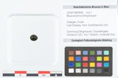 Foto (Objekt + Etikett) von Musa eocenica Ettingshausen (NHMW-GEO-2024-0188-9046)